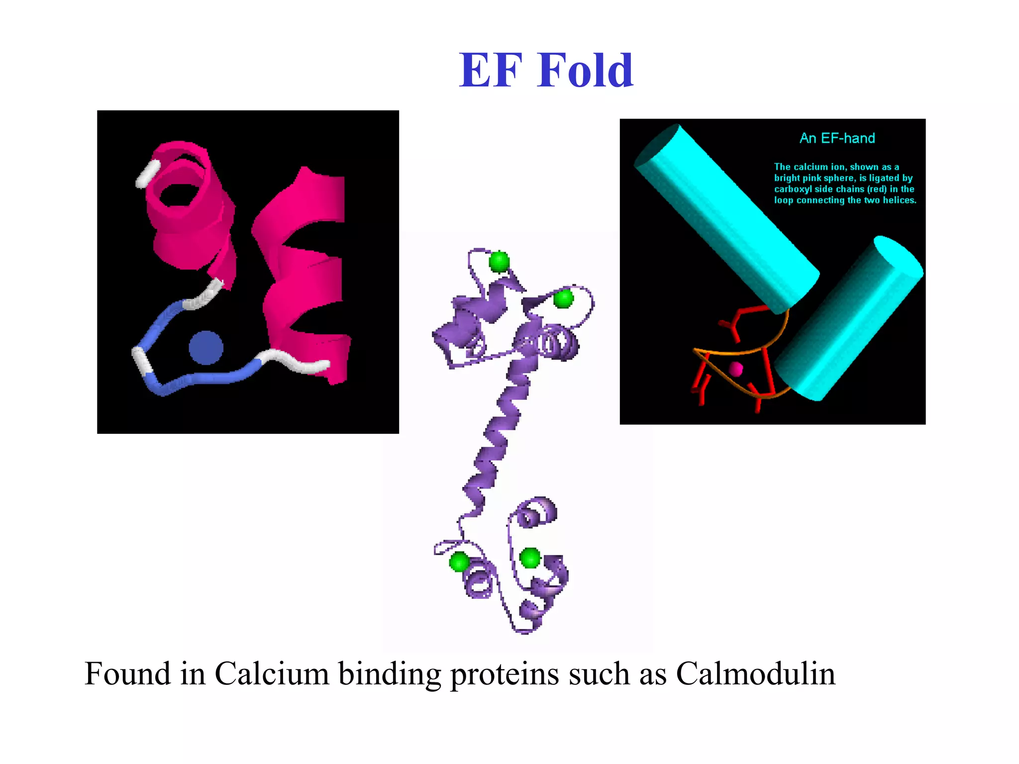 EF Fold
Found in Calcium binding proteins such as Calmodulin
 