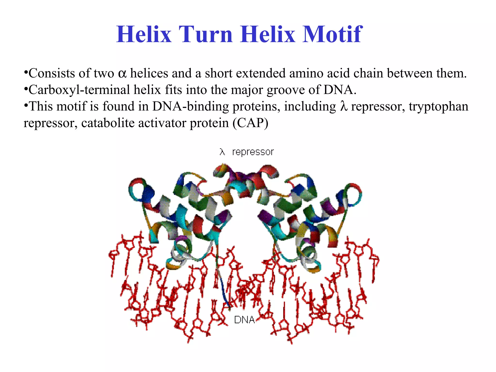 •Consists of two α helices and a short extended amino acid chain between them.
•Carboxyl-terminal helix fits into the major groove of DNA.
•This motif is found in DNA-binding proteins, including λ repressor, tryptophan
repressor, catabolite activator protein (CAP)
Helix Turn Helix Motif
 