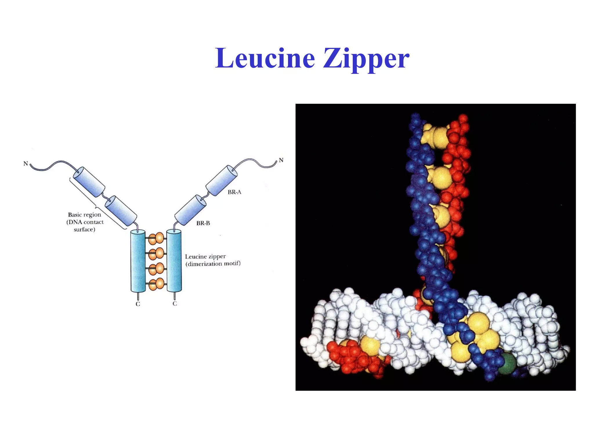 Leucine Zipper
 