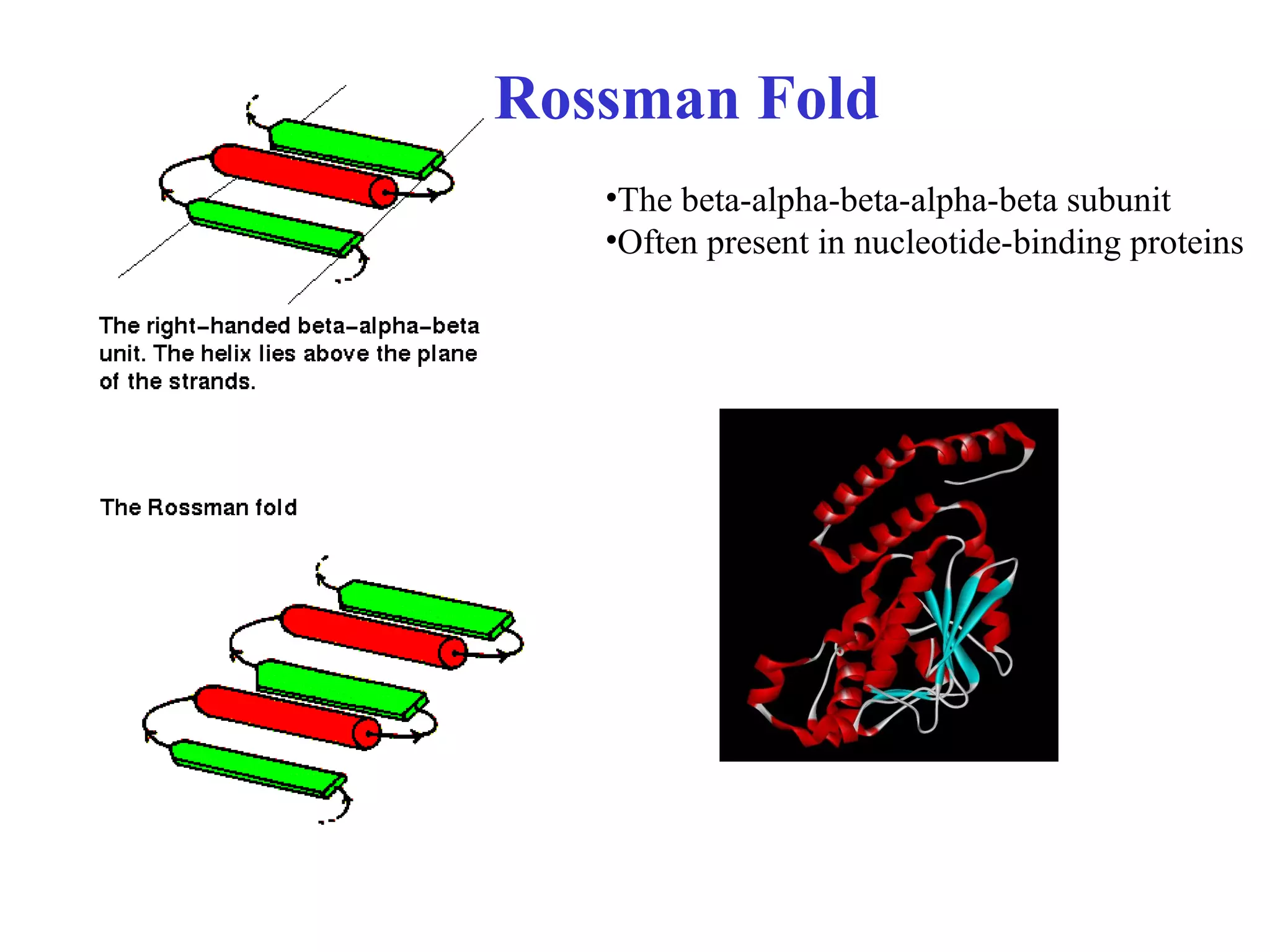 •The beta-alpha-beta-alpha-beta subunit
•Often present in nucleotide-binding proteins
Rossman Fold
 