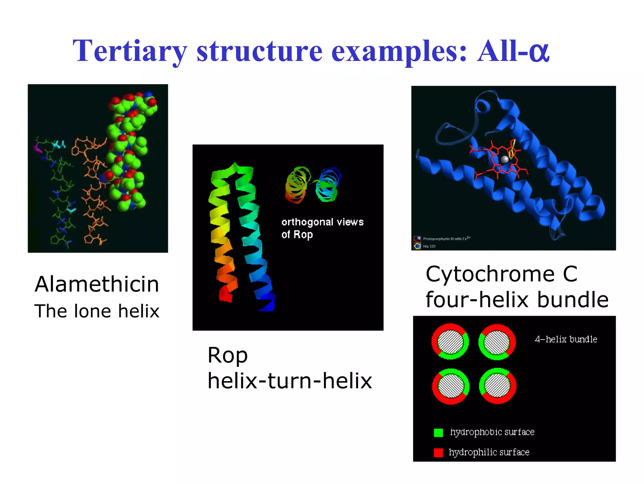 Tertiary structure examples: All-α
Alamethicin
The lone helix
Rop
helix-turn-helix
Cytochrome C
four-helix bundle
 