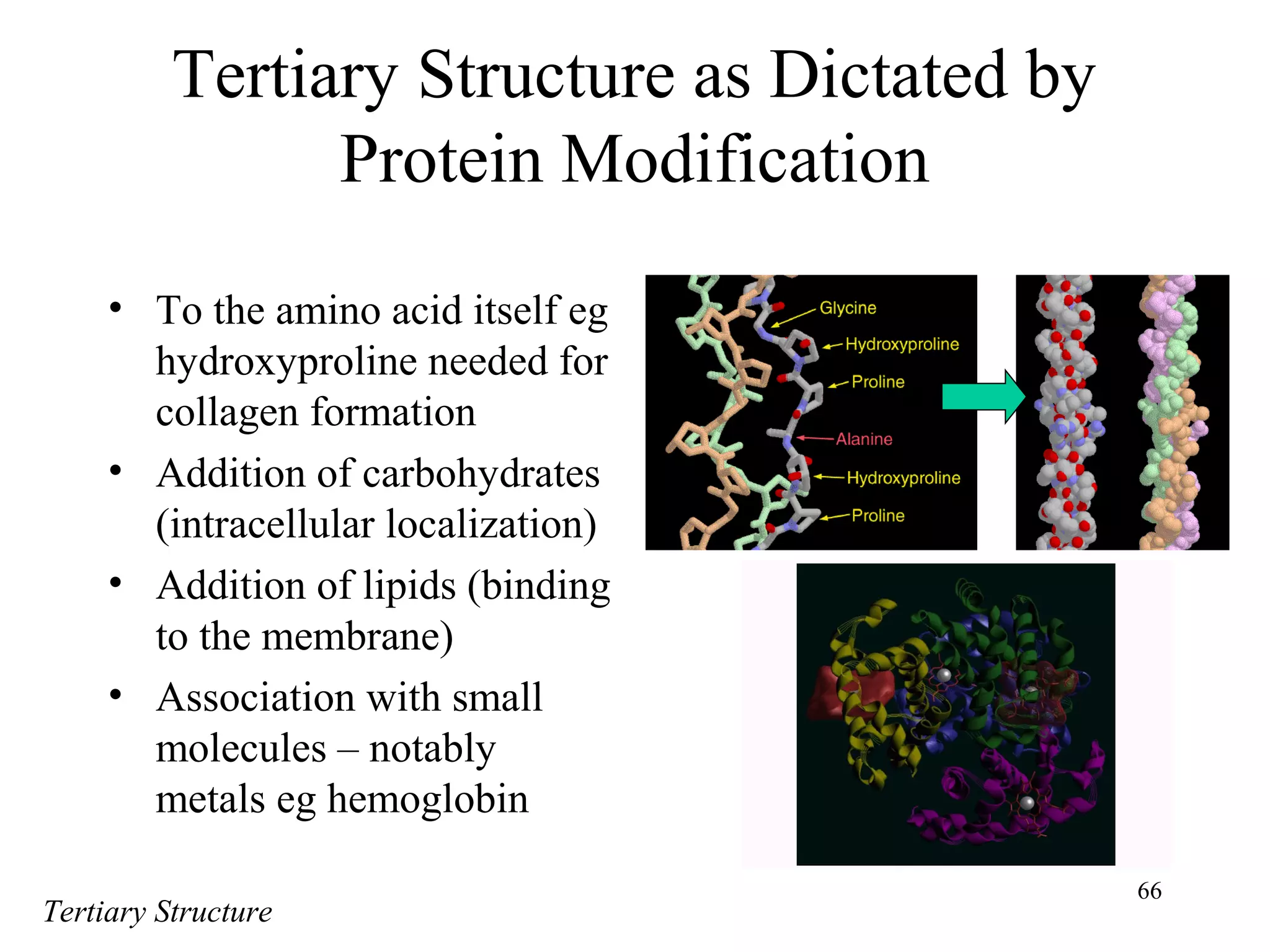 66
Tertiary Structure as Dictated by
Protein Modification
• To the amino acid itself eg
hydroxyproline needed for
collagen formation
• Addition of carbohydrates
(intracellular localization)
• Addition of lipids (binding
to the membrane)
• Association with small
molecules – notably
metals eg hemoglobin
Tertiary Structure
 