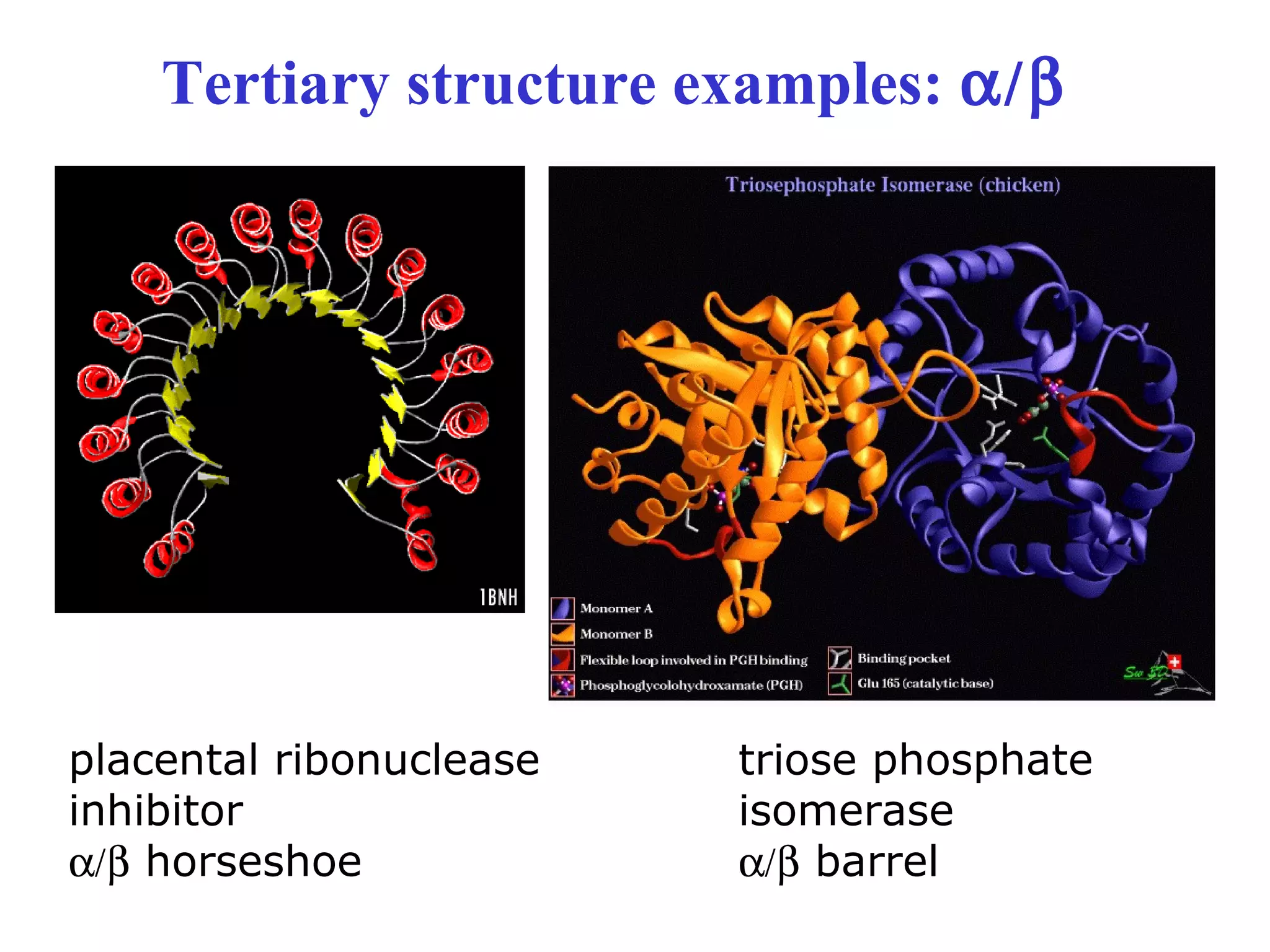 Tertiary structure examples: α/β
placental ribonuclease
inhibitor
α/β horseshoe
triose phosphate
isomerase
α/β barrel
 