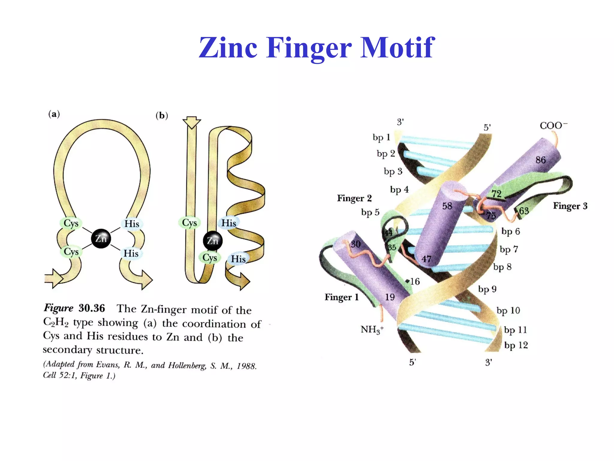 Zinc Finger Motif
 