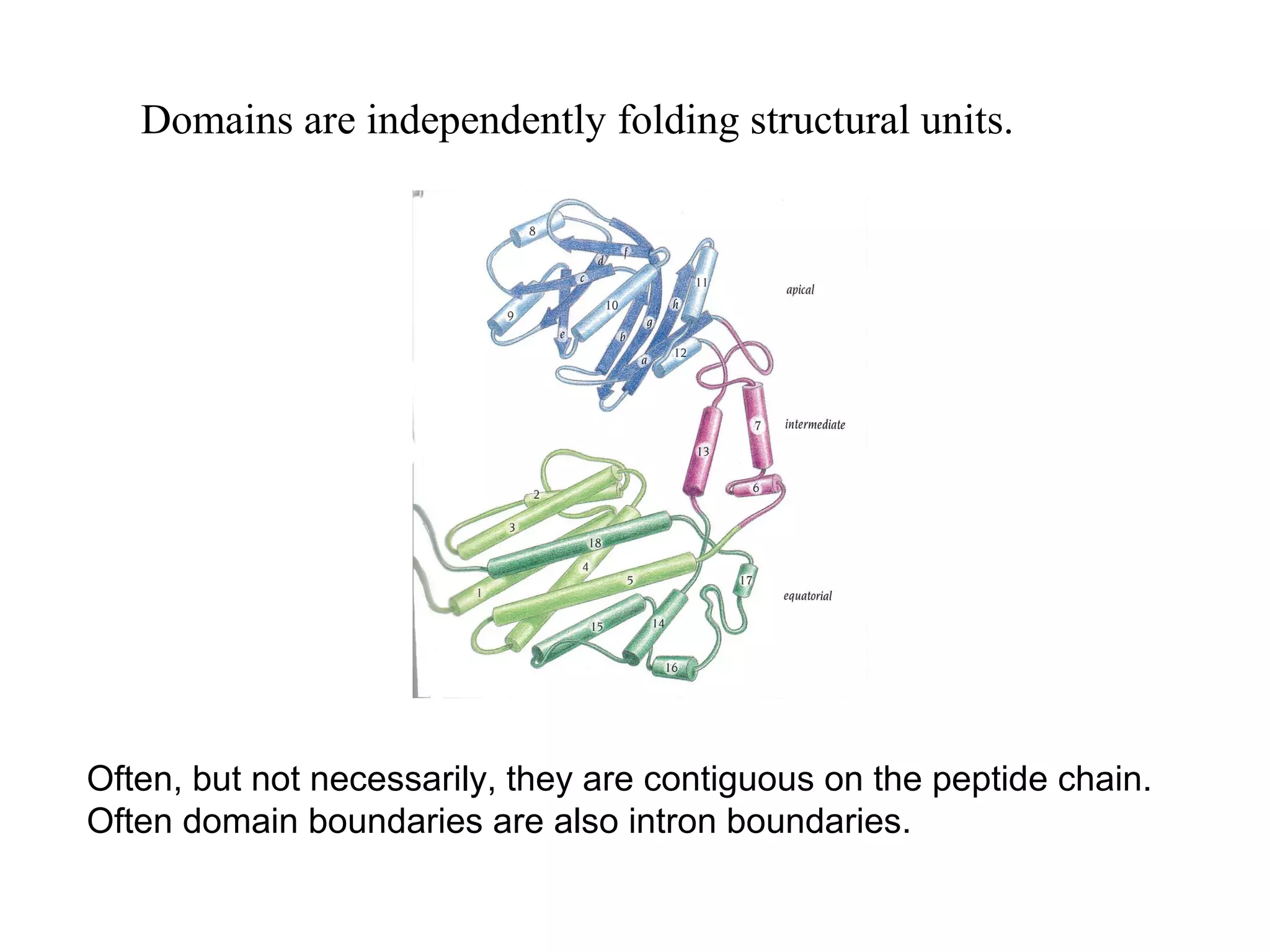 Domains are independently folding structural units.
Often, but not necessarily, they are contiguous on the peptide chain.
Often domain boundaries are also intron boundaries.
 