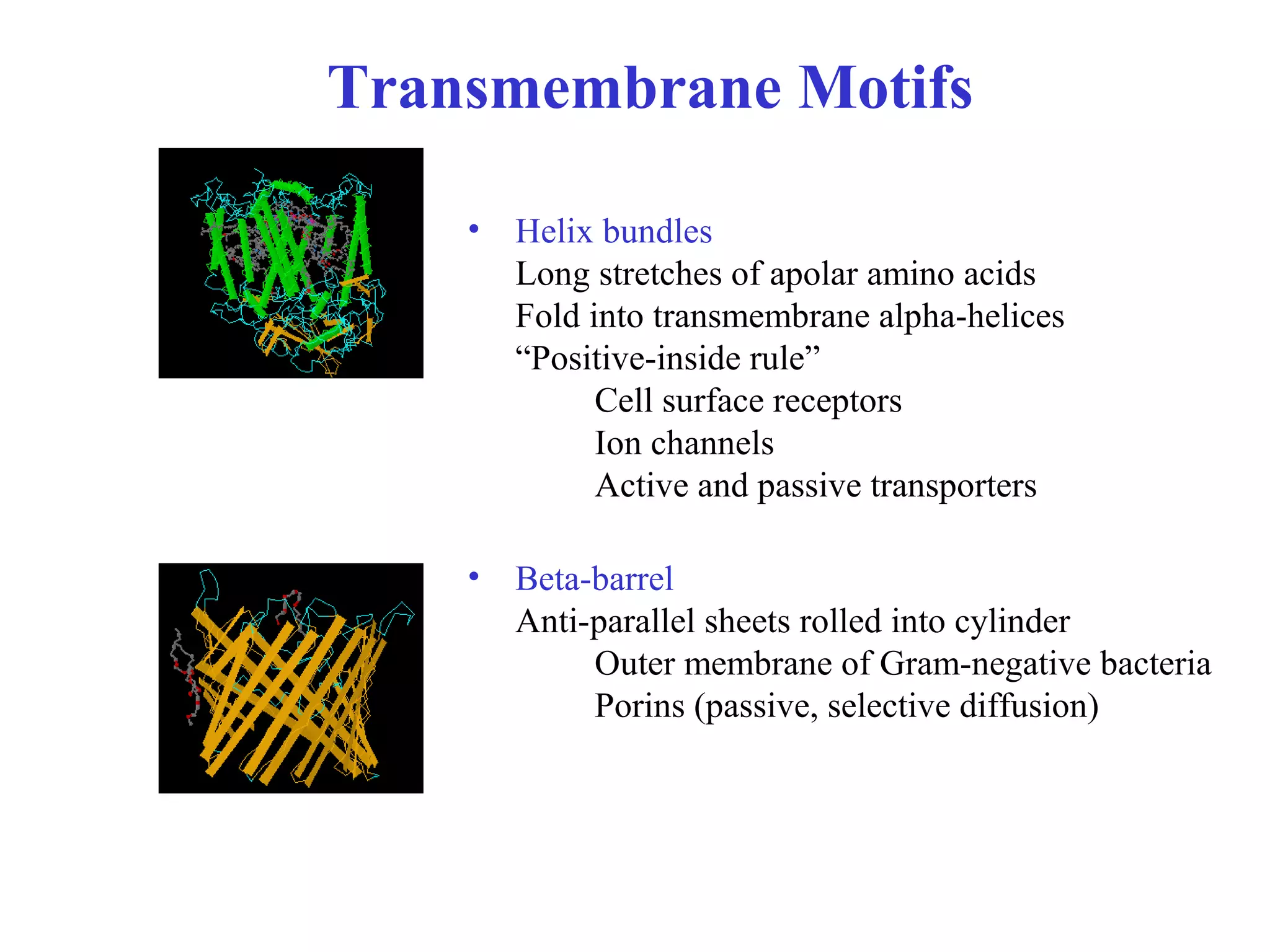 • Helix bundles
Long stretches of apolar amino acids
Fold into transmembrane alpha-helices
“Positive-inside rule”
Cell surface receptors
Ion channels
Active and passive transporters
• Beta-barrel
Anti-parallel sheets rolled into cylinder
Outer membrane of Gram-negative bacteria
Porins (passive, selective diffusion)
Transmembrane Motifs
 