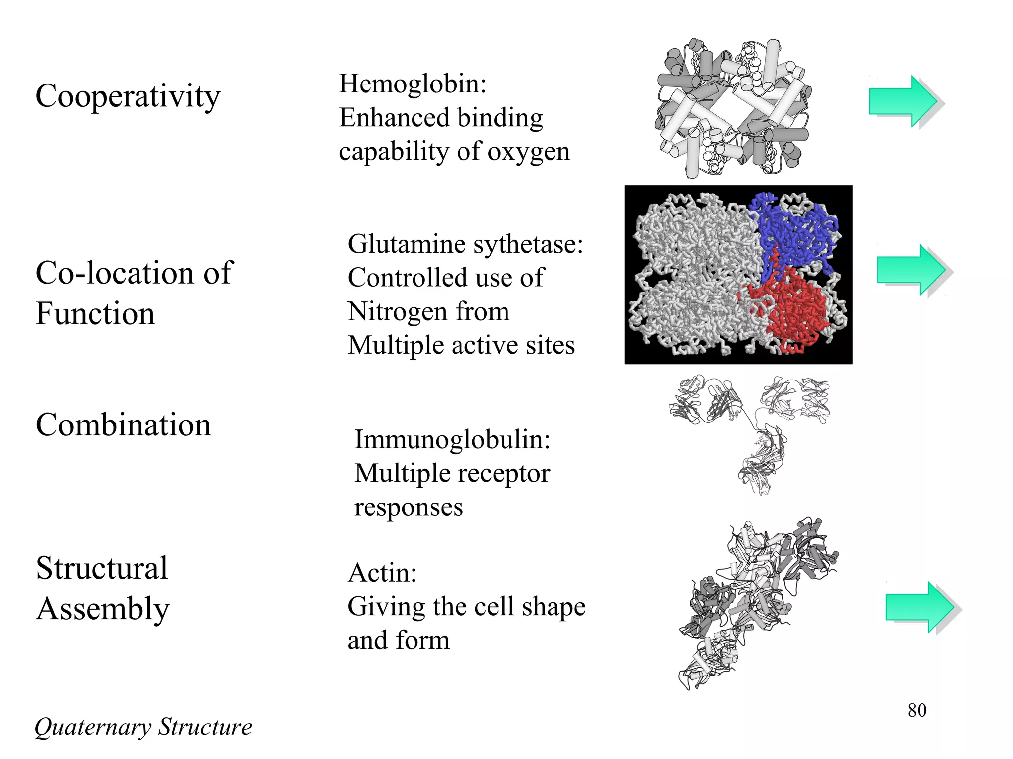 80
Cooperativity
Co-location of
Function
Combination
Structural
Assembly
Hemoglobin:
Enhanced binding
capability of oxygen
Glutamine sythetase:
Controlled use of
Nitrogen from
Multiple active sites
Immunoglobulin:
Multiple receptor
responses
Actin:
Giving the cell shape
and form
Quaternary Structure
 