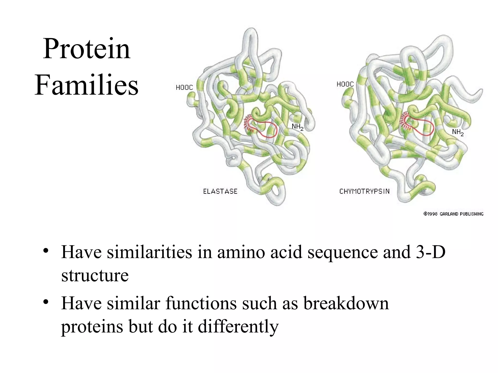 Protein
Families
• Have similarities in amino acid sequence and 3-D
structure
• Have similar functions such as breakdown
proteins but do it differently
 