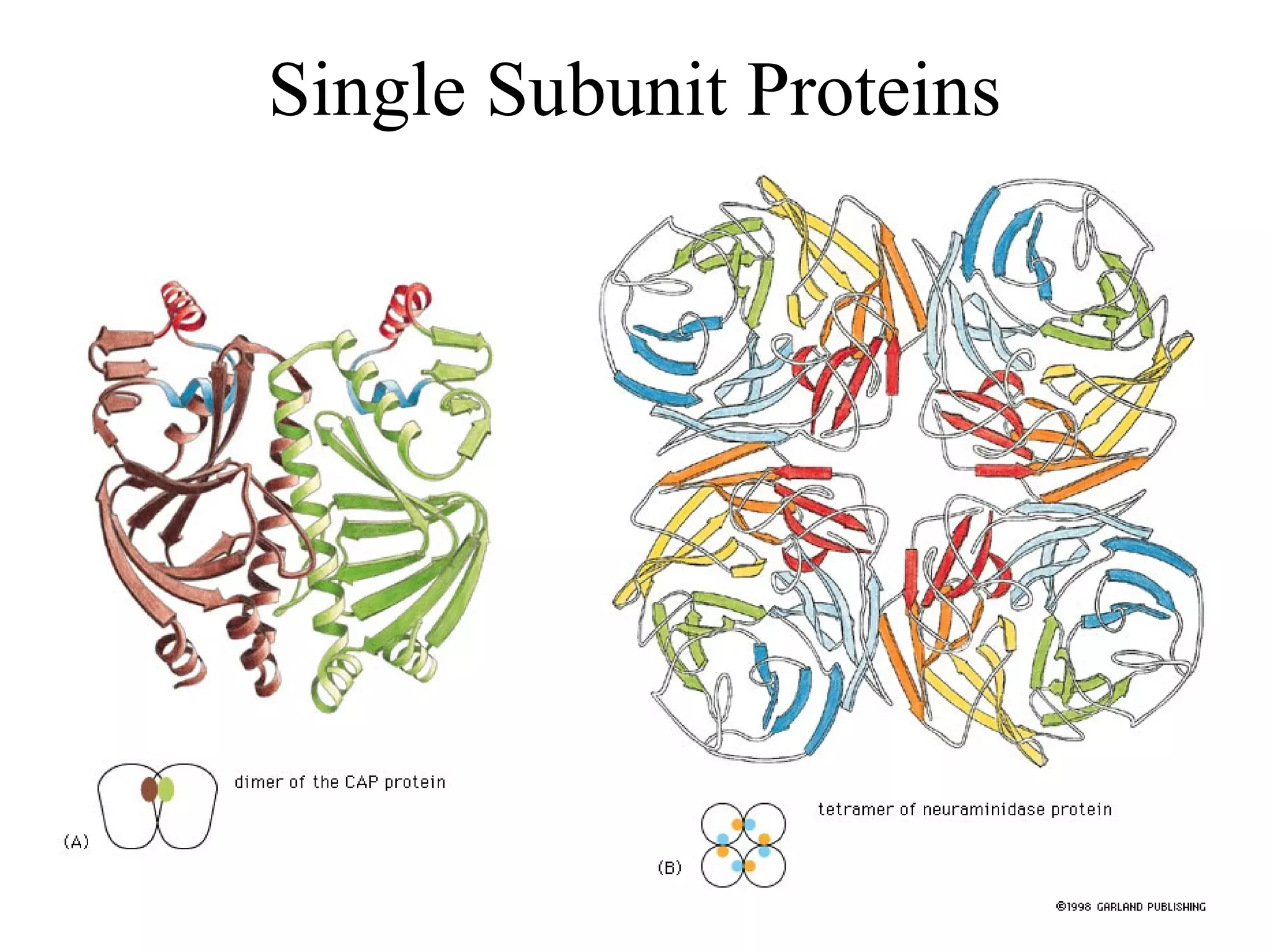 Single Subunit Proteins
 