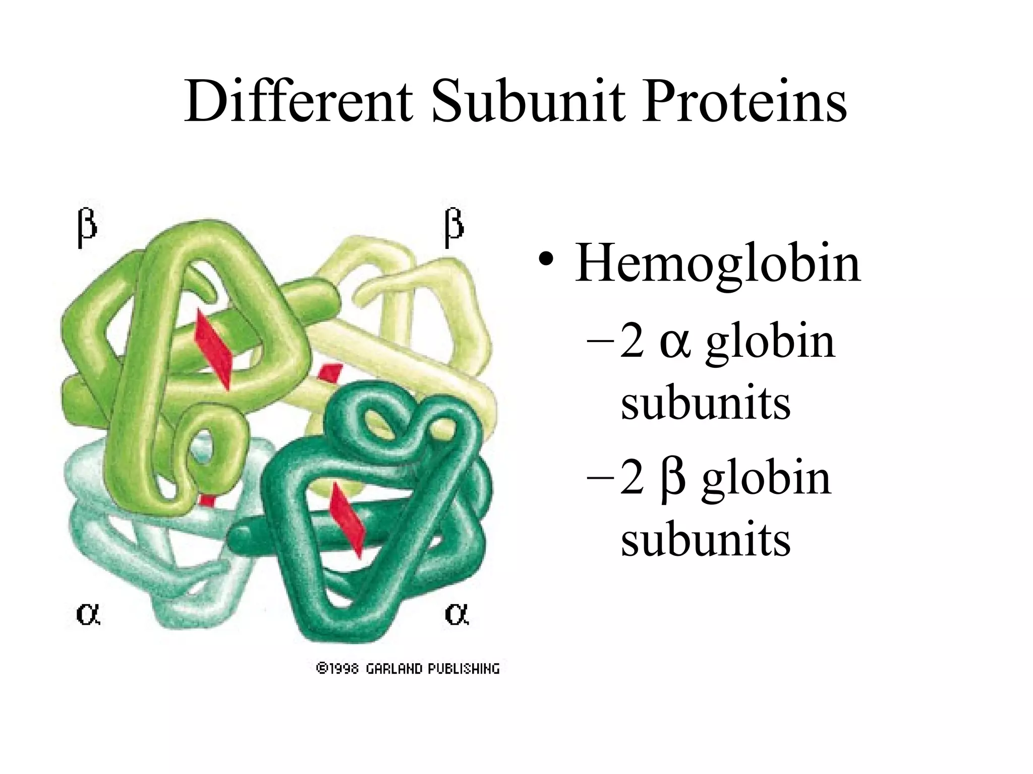 Different Subunit Proteins
• Hemoglobin
–2 α globin
subunits
–2 β globin
subunits
 