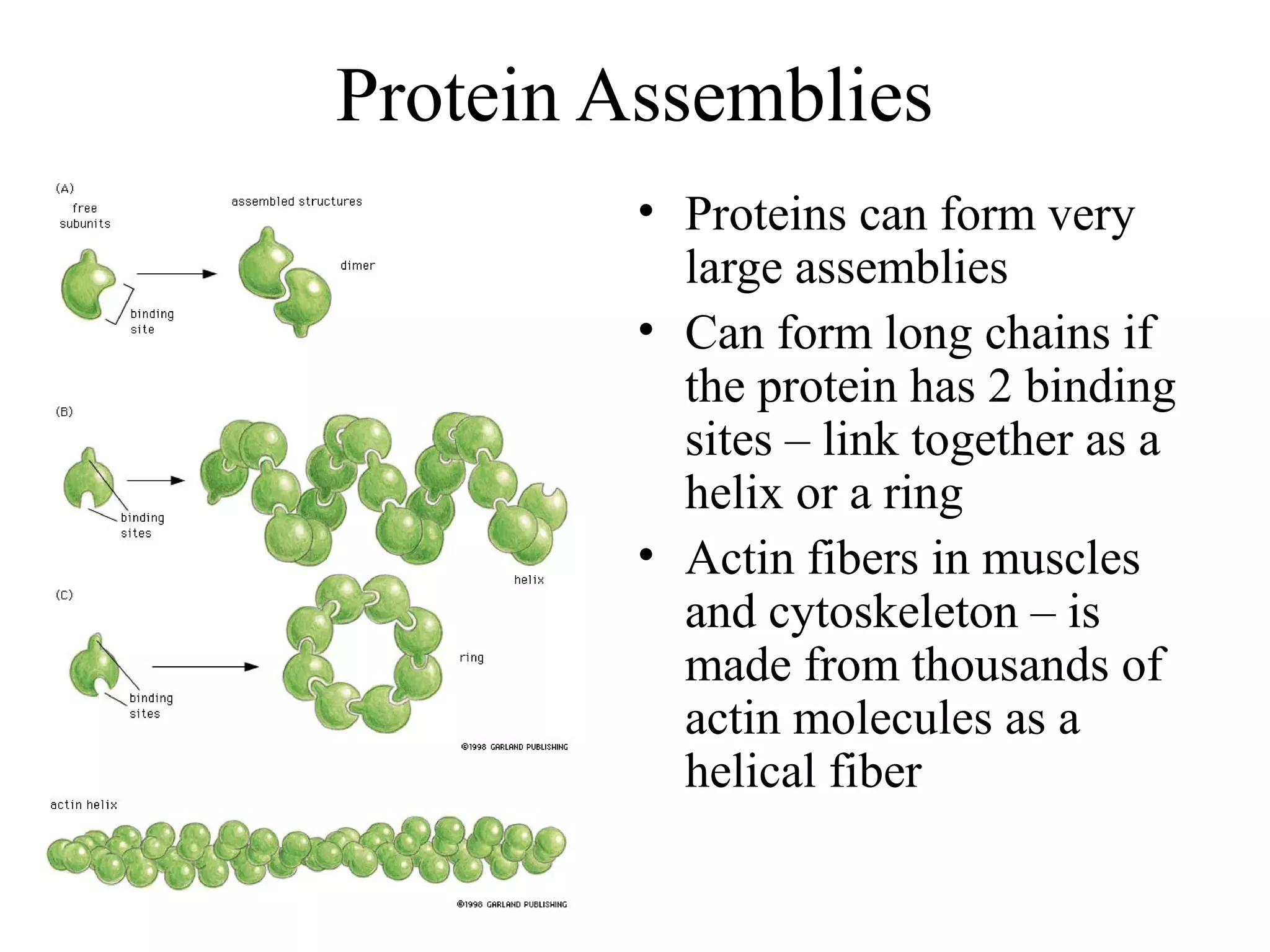 Protein Assemblies
• Proteins can form very
large assemblies
• Can form long chains if
the protein has 2 binding
sites – link together as a
helix or a ring
• Actin fibers in muscles
and cytoskeleton – is
made from thousands of
actin molecules as a
helical fiber
 