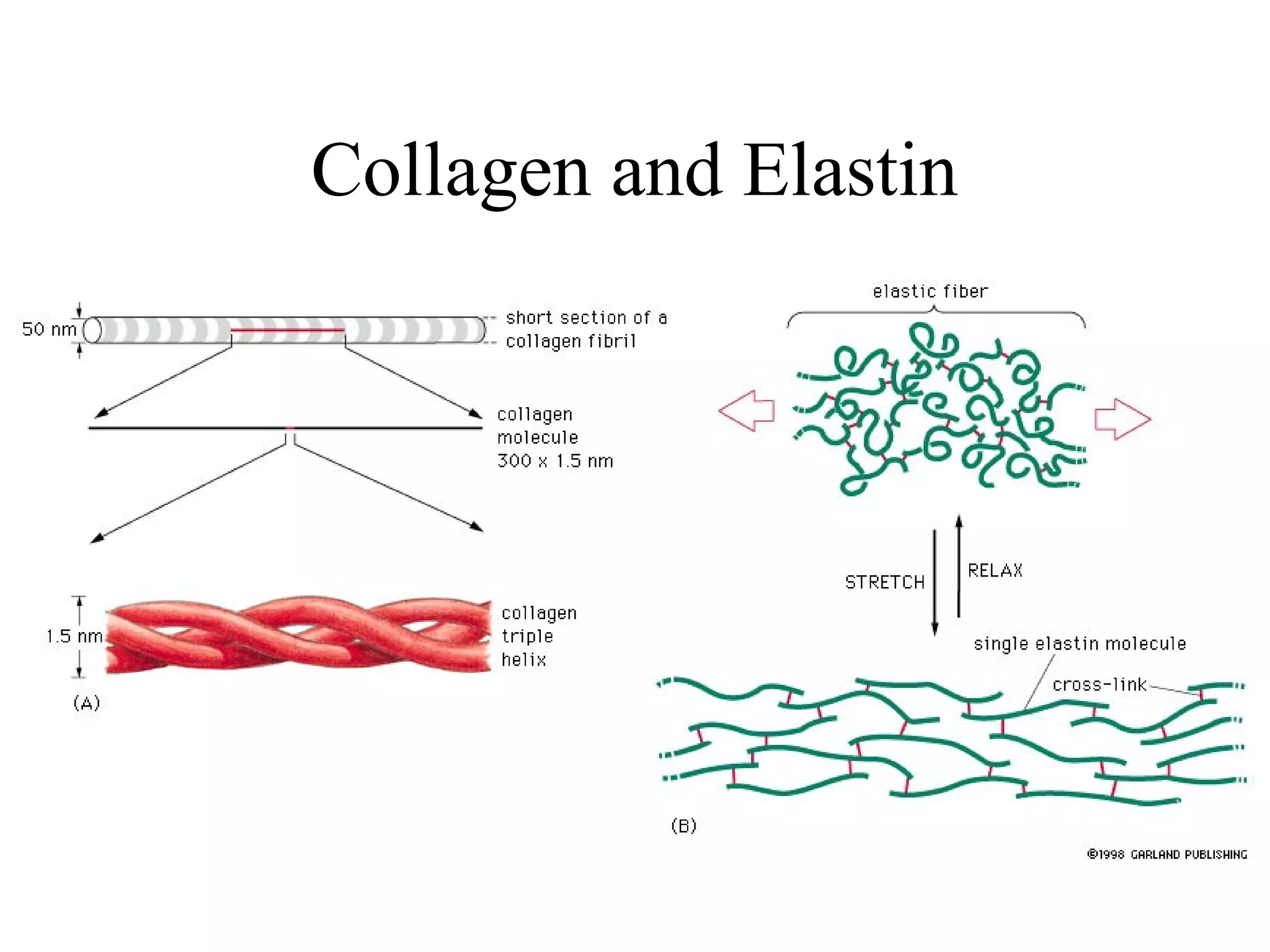 Collagen and Elastin
 