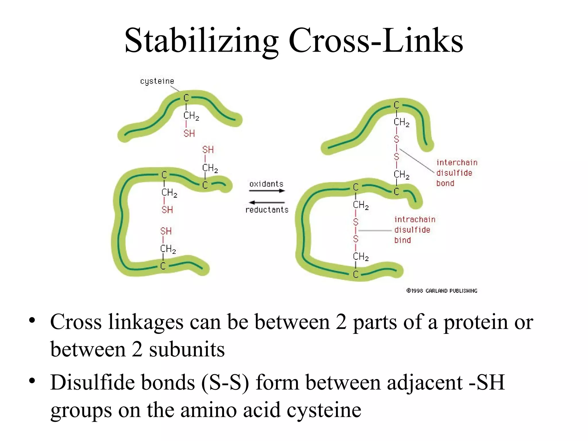Stabilizing Cross-Links
• Cross linkages can be between 2 parts of a protein or
between 2 subunits
• Disulfide bonds (S-S) form between adjacent -SH
groups on the amino acid cysteine
 
