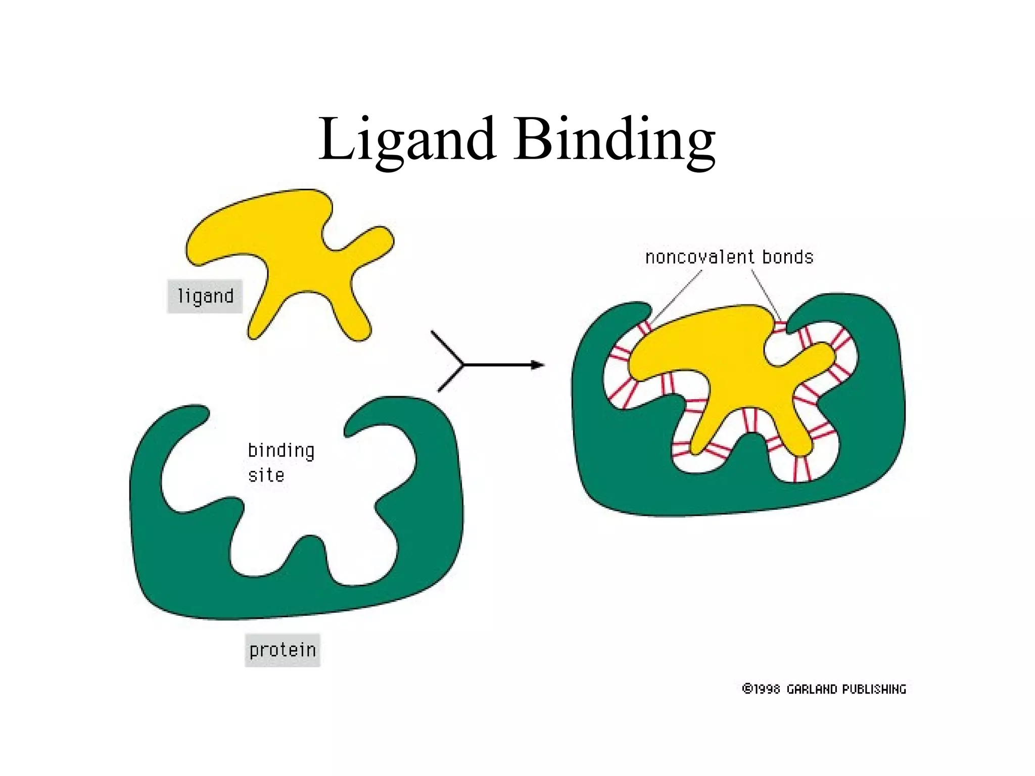 Ligand Binding
 