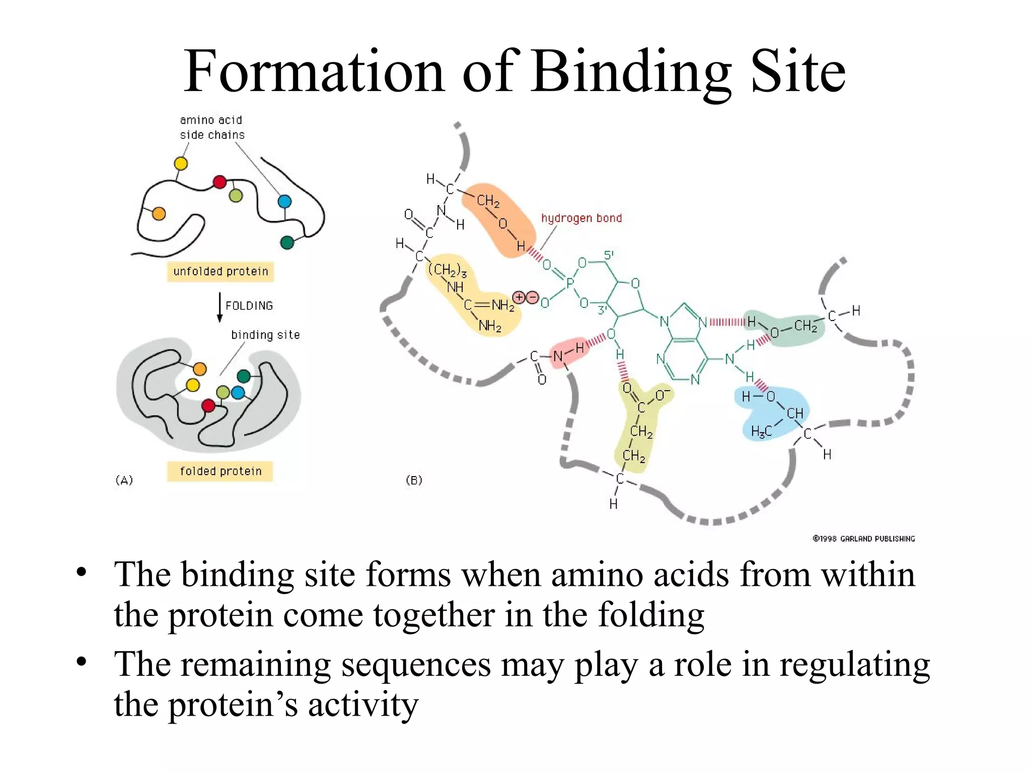 Formation of Binding Site
• The binding site forms when amino acids from within
the protein come together in the folding
• The remaining sequences may play a role in regulating
the protein’s activity
 