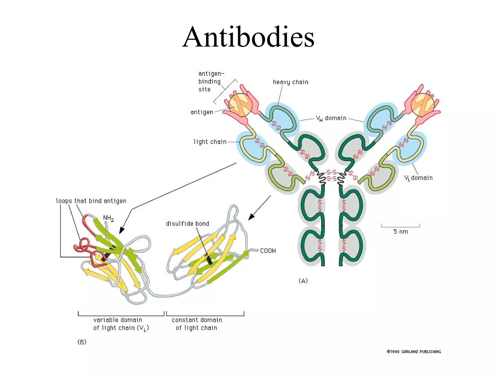Antibodies
 