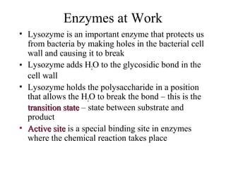 Enzymes at Work
• Lysozyme is an important enzyme that protects us
from bacteria by making holes in the bacterial cell
wall and causing it to break
• Lysozyme adds H2O to the glycosidic bond in the
cell wall
• Lysozyme holds the polysaccharide in a position
that allows the H2O to break the bond – this is the
transition statetransition state – state between substrate and
product
• Active siteActive site is a special binding site in enzymes
where the chemical reaction takes place
 