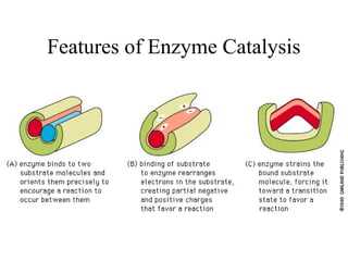 Features of Enzyme Catalysis
 