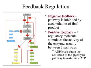 Feedback Regulation
• Negative feedbackNegative feedback –
pathway is inhibited by
accumulation of final
product
• Positive feedbackPositive feedback – a
regulatory molecule
stimulates the activity of
the enzyme, usually
between 2 pathways
↑ ADP levels cause the
activation of the glycolysis
pathway to make more ATP
 