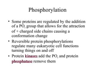 Phosphorylation
• Some proteins are regulated by the addition
of a PO4 group that allows for the attraction
of + charged side chains causing a
conformation change
• Reversible protein phosphorylations
regulate many eukaryotic cell functions
turning things on and off
• Protein kinaseskinases add the PO4 and protein
phosphatasephosphatase remove them
 