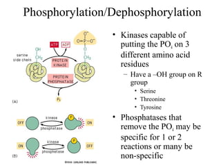 Phosphorylation/Dephosphorylation
• Kinases capable of
putting the PO4 on 3
different amino acid
residues
– Have a –OH group on R
group
• Serine
• Threonine
• Tyrosine
• Phosphatases that
remove the PO4 may be
specific for 1 or 2
reactions or many be
non-specific
 