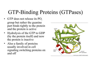 GTP-Binding Proteins (GTPases)
• GTP does not release its PO4
group but rather the guanine
part binds tightly to the protein
and the protein is active
• Hydrolysis of the GTP to GDP
(by the protein itself) and now
the protein is inactive
• Also a family of proteins
usually involved in cell
signaling switching proteins on
and off
 