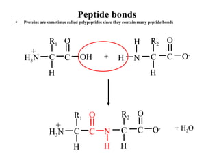 Peptide bonds
• Proteins are sometimes called polypeptides since they contain many peptide bonds
H
C
R1
H3N
+
C
O
OH NH
H
C
R2
O-
C
OH
+
H
C N
R1
H3N
+
C
O
H H
C
R2
O-
C
O
+ H2O
 