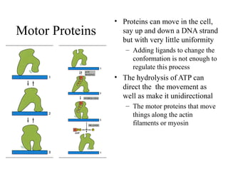 Motor Proteins
• Proteins can move in the cell,
say up and down a DNA strand
but with very little uniformity
– Adding ligands to change the
conformation is not enough to
regulate this process
• The hydrolysis of ATP can
direct the the movement as
well as make it unidirectional
– The motor proteins that move
things along the actin
filaments or myosin
 