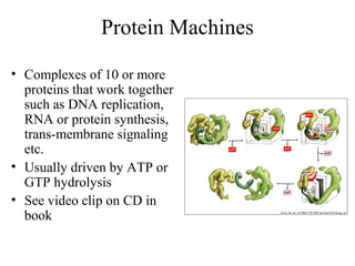 Protein Machines
• Complexes of 10 or more
proteins that work together
such as DNA replication,
RNA or protein synthesis,
trans-membrane signaling
etc.
• Usually driven by ATP or
GTP hydrolysis
• See video clip on CD in
book
 