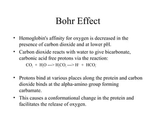 Bohr Effect
• Hemoglobin's affinity for oxygen is decreased in the
presence of carbon dioxide and at lower pH.
• Carbon dioxide reacts with water to give bicarbonate,
carbonic acid free protons via the reaction:
CO2 + H2O ---> H2CO3 ---> H+
+ HCO3
-
• Protons bind at various places along the protein and carbon
dioxide binds at the alpha-amino group forming
carbamate.
• This causes a conformational change in the protein and
facilitates the release of oxygen.
 
