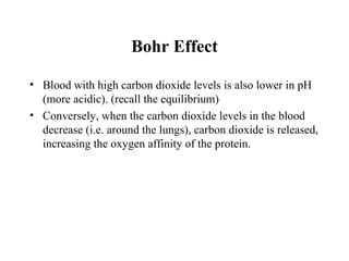 Bohr Effect
• Blood with high carbon dioxide levels is also lower in pH
(more acidic). (recall the equilibrium)
• Conversely, when the carbon dioxide levels in the blood
decrease (i.e. around the lungs), carbon dioxide is released,
increasing the oxygen affinity of the protein.
 