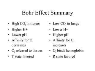 Bohr Effect Summary
• High CO2 in tissues
• Higher H+
• Lower pH
• Affinity for O2
decreases
• O2 released to tissues
• T state favored
• Low CO2 in lungs
• Lower H+
• Higher pH
• Affinity for O2
increases
• O2 binds hemoglobin
• R state favored
 