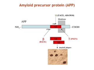 Amyloid precursor protein (APP)
(TACE, ADAM10)
(PSEN)
 