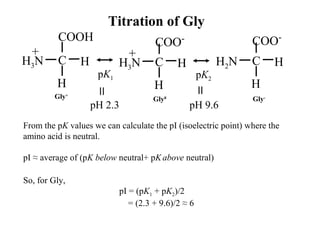Titration of Gly
H
C H
COO-
H3N
+
H
C H
COO-
H2N
H
C H
COOH
H3N
+
pK1 pK2
Gly0Gly+
Gly-
pH 2.3 pH 9.6
From the pK values we can calculate the pI (isoelectric point) where the
amino acid is neutral.
pI ≈ average of (pK below neutral+ pKabove neutral)
So, for Gly,
pI = (pK1 + pK2)/2
= (2.3 + 9.6)/2 ≈ 6
 