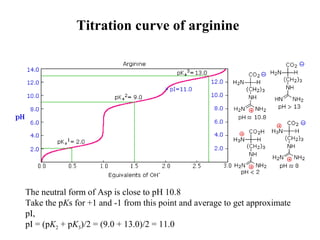 Titration curve of arginine
The neutral form of Asp is close to pH 10.8
Take the pKs for +1 and -1 from this point and average to get approximate
pI,
pI = (pK2 + pK3)/2 = (9.0 + 13.0)/2 = 11.0
 