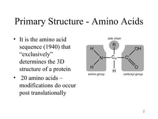 2
Primary Structure - Amino Acids
• It is the amino acid
sequence (1940) that
“exclusively”
determines the 3D
structure of a protein
• 20 amino acids –
modifications do occur
post translationally
 