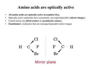 Amino acids are optically active
• All amino acids are optically active (exception Gly).
• Optically active molecules have asymmetry; not superimposable (mirror images)
• Central atoms are chiral centers or asymmetric centers.
• Enantiomers -molecules that are nonsuperimposable mirror images
 