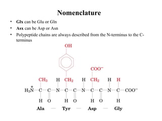Nomenclature
• Glx can be Glu or Gln
• Asx can be Asp or Asn
• Polypeptide chains are always described from the N-terminus to the C-
terminus
 