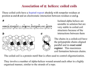 Introduction to Molecular Biophysics
Association of α helices: coiled coils
These coiled coils have a heptad repeat abcdefg with nonpolar residues at
position a and d and an electrostatic interaction between residues e and g.
Isolated alpha helices are
unstable in solution but are
very stable in coiled coil
structures because of the
interactions between them
The chains in a coiled-coil have
the polypeptide chains aligned
parallel and in exact axial
register. This maximizes
coil formation between chains.
The coiled coil is a protein motif that is often used to control oligomerization.
They involve a number of alpha-helices wound around each other in a highly
organised manner, similar to the strands of a rope.
 