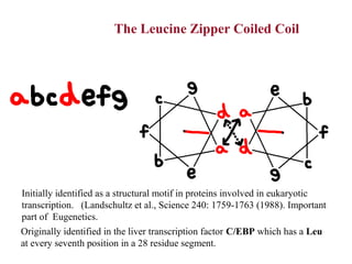 Introduction to Molecular Biophysics
The Leucine Zipper Coiled Coil
Initially identified as a structural motif in proteins involved in eukaryotic
transcription. (Landschultz et al., Science 240: 1759-1763 (1988). Important
part of Eugenetics.
Originally identified in the liver transcription factor C/EBP which has a Leu
at every seventh position in a 28 residue segment.
 