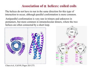 Association of α helices: coiled coils
The helices do not have to run in the same direction for this type of
interaction to occur, although parallel conformation is more common.
Antiparallel conformation is very rare in trimers and unknown in
pentamers, but more common in intramolecular dimers, where the two
helices are often connected by a short loop.
Chan et al., Cell 89, Pages 263-273.
 