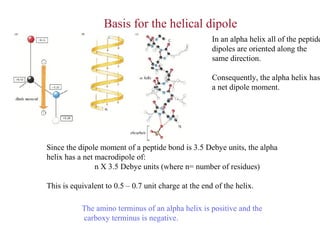 Since the dipole moment of a peptide bond is 3.5 Debye units, the alpha
helix has a net macrodipole of:
n X 3.5 Debye units (where n= number of residues)
This is equivalent to 0.5 – 0.7 unit charge at the end of the helix.
Basis for the helical dipole
In an alpha helix all of the peptide
dipoles are oriented along the
same direction.
Consequently, the alpha helix has
a net dipole moment.
The amino terminus of an alpha helix is positive and the
carboxy terminus is negative.
 