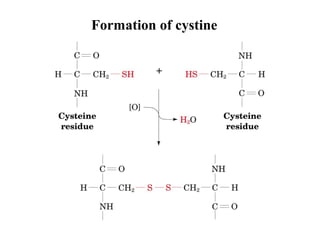 Formation of cystine
 