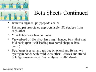 41
Beta Sheets Continued
• Between adjacent polypeptide chains
• Phi and psi are rotated approximately 180 degrees from
each other
• Mixed sheets are less common
• Viewed end on the sheet has a right handed twist that may
fold back upon itself leading to a barrel shape (a beta
barrel)
• Beta bulge is a variant; residue on one strand forms two
hydrogen bonds with residue on other – causes one strand
to bulge – occurs most frequently in parallel sheets
Secondary Structure
 