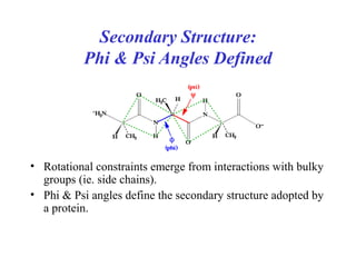 Secondary Structure:
Phi & Psi Angles Defined
• Rotational constraints emerge from interactions with bulky
groups (ie. side chains).
• Phi & Psi angles define the secondary structure adopted by
a protein.
 