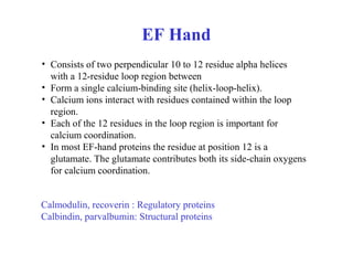 • Consists of two perpendicular 10 to 12 residue alpha helices
with a 12-residue loop region between
• Form a single calcium-binding site (helix-loop-helix).
• Calcium ions interact with residues contained within the loop
region.
• Each of the 12 residues in the loop region is important for
calcium coordination.
• In most EF-hand proteins the residue at position 12 is a
glutamate. The glutamate contributes both its side-chain oxygens
for calcium coordination.
EF Hand
Calmodulin, recoverin : Regulatory proteins
Calbindin, parvalbumin: Structural proteins
 