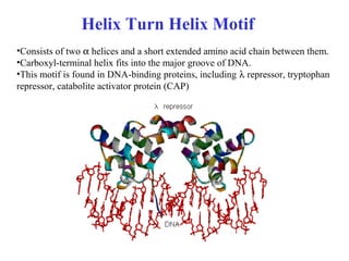 •Consists of two α helices and a short extended amino acid chain between them.
•Carboxyl-terminal helix fits into the major groove of DNA.
•This motif is found in DNA-binding proteins, including λ repressor, tryptophan
repressor, catabolite activator protein (CAP)
Helix Turn Helix Motif
 