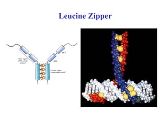 Leucine Zipper
 