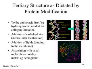 66
Tertiary Structure as Dictated by
Protein Modification
• To the amino acid itself eg
hydroxyproline needed for
collagen formation
• Addition of carbohydrates
(intracellular localization)
• Addition of lipids (binding
to the membrane)
• Association with small
molecules – notably
metals eg hemoglobin
Tertiary Structure
 