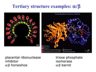 Tertiary structure examples: α/β
placental ribonuclease
inhibitor
α/β horseshoe
triose phosphate
isomerase
α/β barrel
 